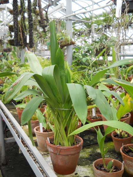 Maxillacaste Heinz Michael Pinkepank.jpg