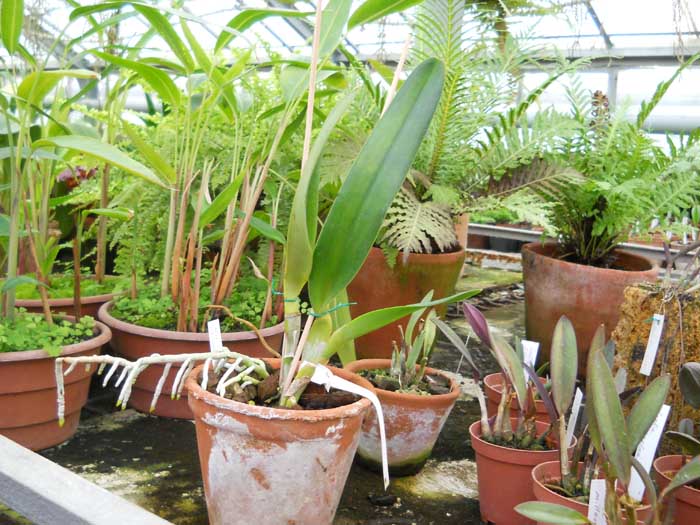 Laelia crispa Vinicolor x Flamea Aquinada.jpg