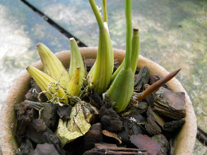 Dendrochilum cobbianum 1.jpg