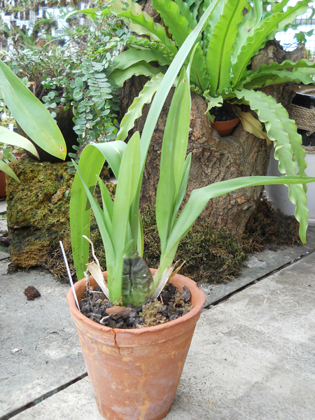 Colmonara Wildcat Yellow Butterfly.jpg