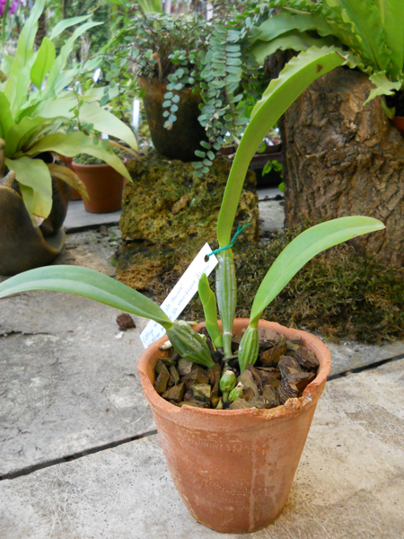 Cattleya mossiae semi alba Aurora x Cattleya mossiae semi alba reneckiana Alayon1.jpg