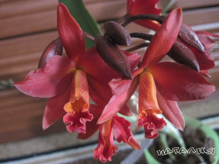 Potinara Shinfong Dawn