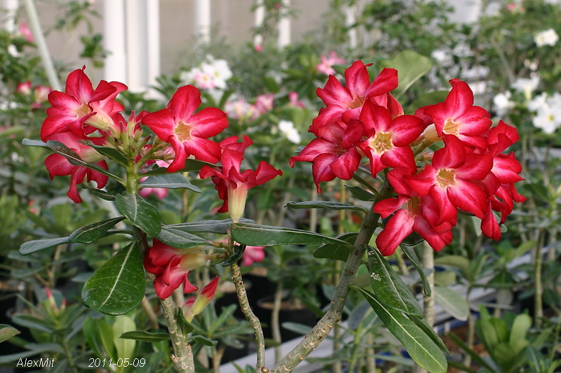 Как В=вам букетик?