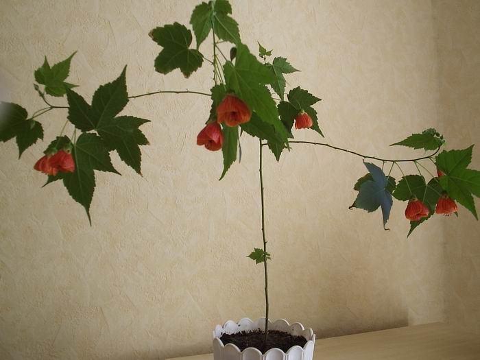 Resize of PA110542.JPG