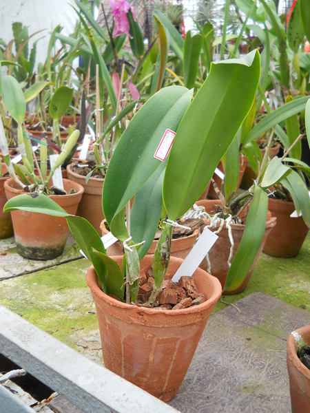Brassolaeliocattleya Chia Lin Bou Chin Tian.jpg