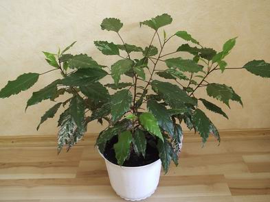 Resize of PA110543.JPG