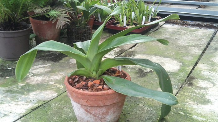 Casablanca x Casablanca.jpg