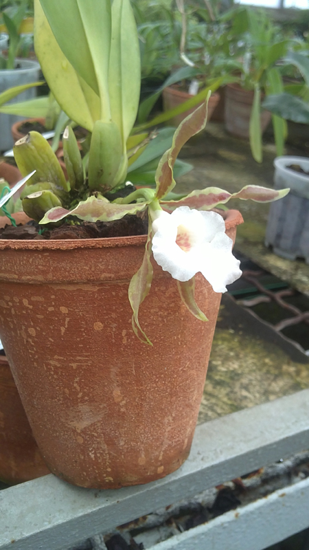 Trichopilia tortillis2.jpg