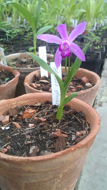 Bletilla striata.jpg