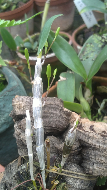 Dendrobium unicum.jpg