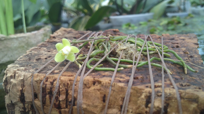 Chiloschista viridiflava.jpg