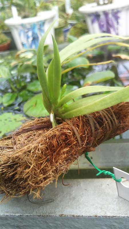 Ornithocephalus gladiatus2.jpg