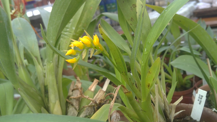 Brachtia andina1.jpg