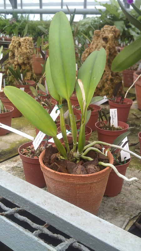 Cattleya gaskelliana caerulea x Cattleya warneri caerulea Renata Dihel.jpg