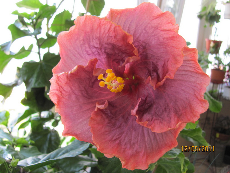 Гатор Прайд