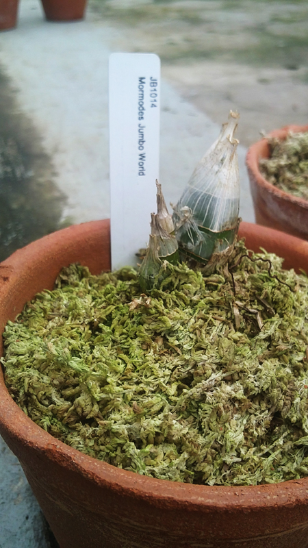 Mormodes Jumbo World.jpg