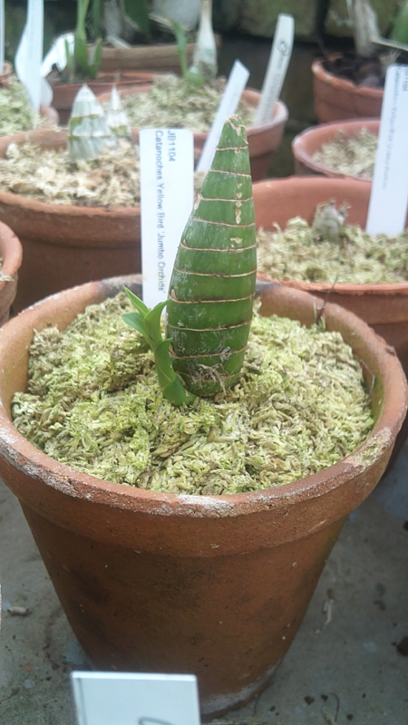 Catanoches Yellow Bird Jumbo Orchids.jpg