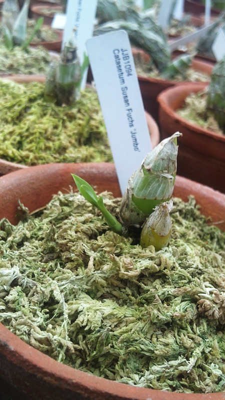 Catasetum Susan Fuchs Jumbo.jpg