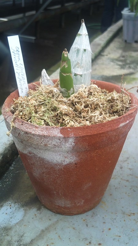 Catasetum Suzan Fuchs x Joao Stivalli x Suzan Fuchs.jpg