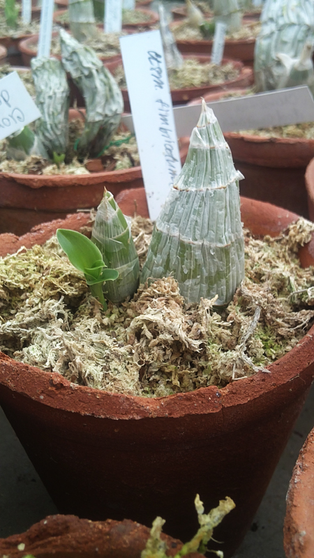 Catasetum fimbriatum1.jpg