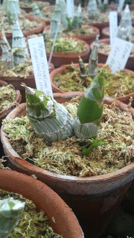 Catasetum pileatum1 Oro Verde x Imperiales x vinaceum.jpg