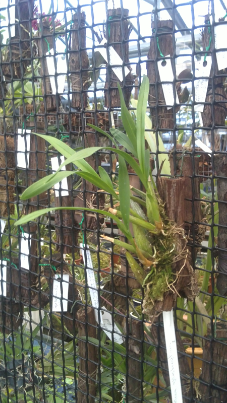 Mexicoa ghiebreghtiana.jpg