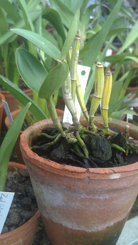 Cattleya intermedia amethystina.jpg
