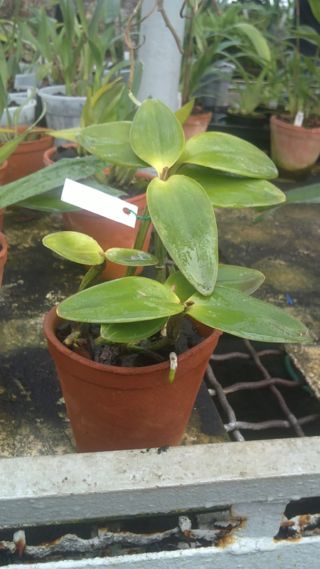 Cattleya intermedia vinicolor.jpg
