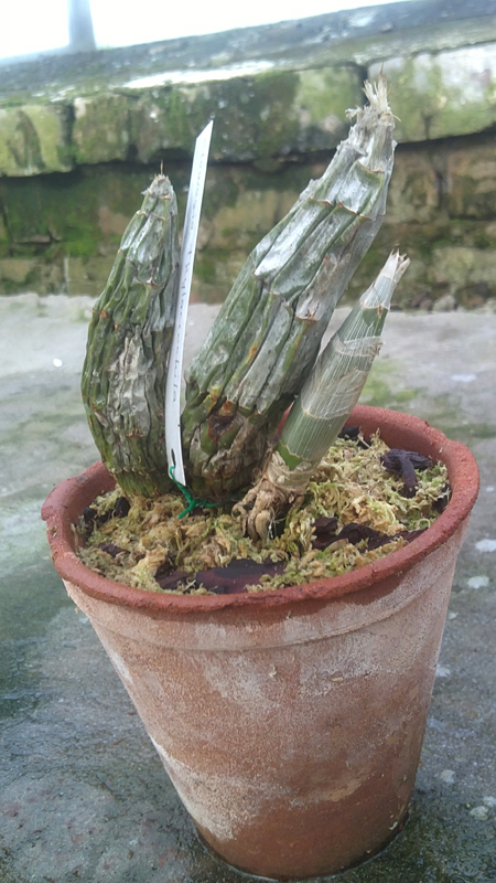 Clowesia thylaciochila.jpg