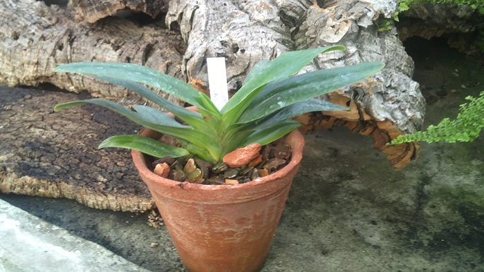 Paphiopedilum Saint Swithin x emersonii.jpg