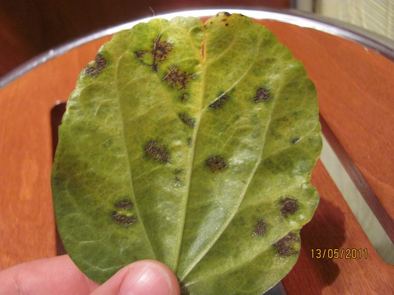 болячка 1.jpg