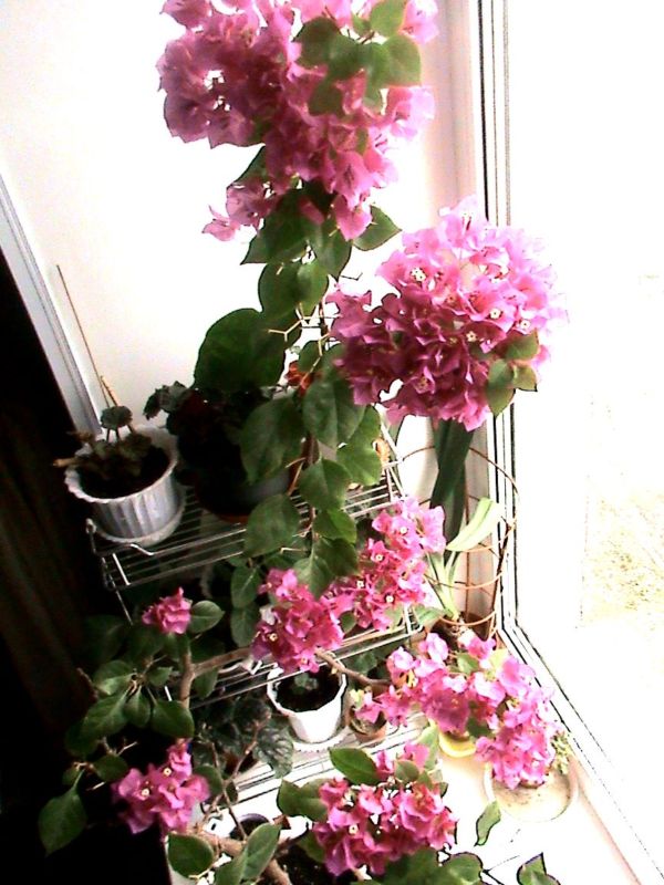 моя бугевиллея, половину подоконника занимает, самое любимое и самое благодарное растение