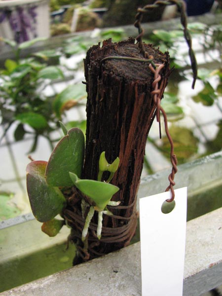 Meiracyllum trinasutum.jpg