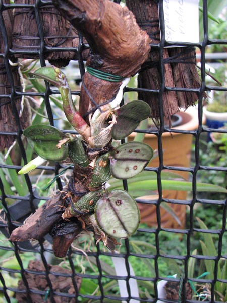 Sophronitis cernua 2.jpg