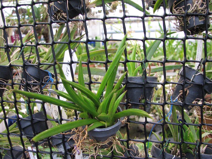 Oncididum (Tolumnea) Jairak Rainbow brown.jpg