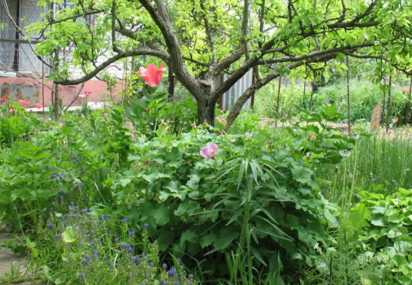 тюльпан аладдин.JPG