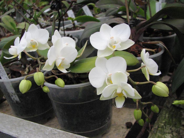 phal hybrid.jpg
