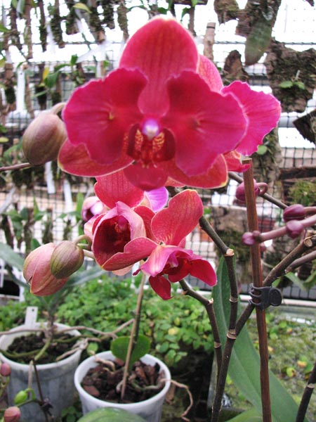phal hybrid 2.jpg
