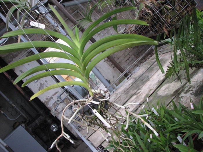 Vanda Pat Delight Red.jpg