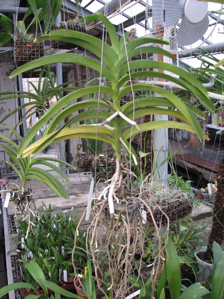 Vanda Kultana Gold x Vanda tessellata.jpg