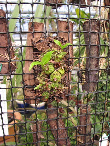 Coelogyne schilleriana.jpg