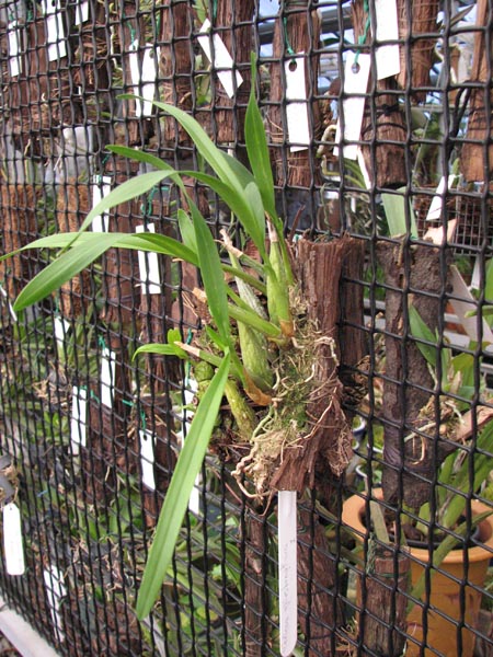 Мexicoa ghiesbreghtiana.jpg