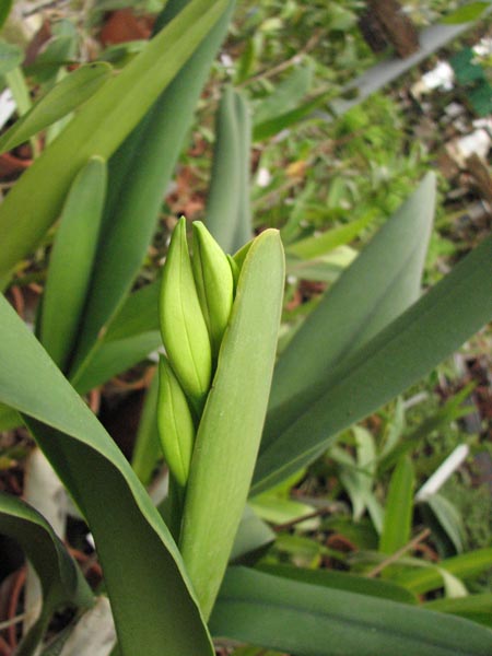 Laelia purpurata 1.jpg