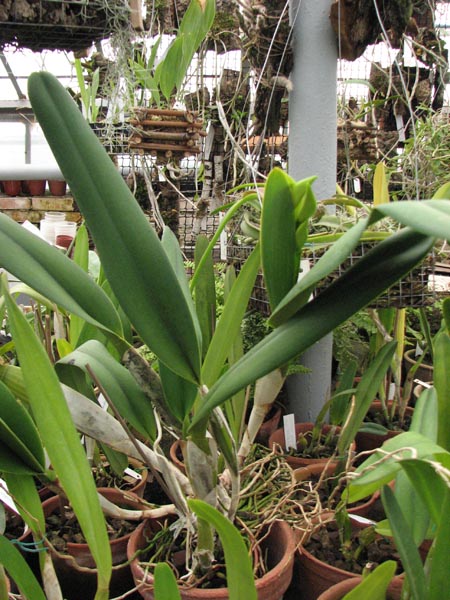 Laelia purpurata 2.jpg