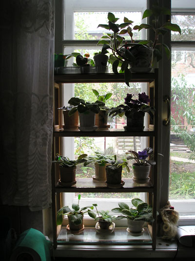 Это у меня на кухне