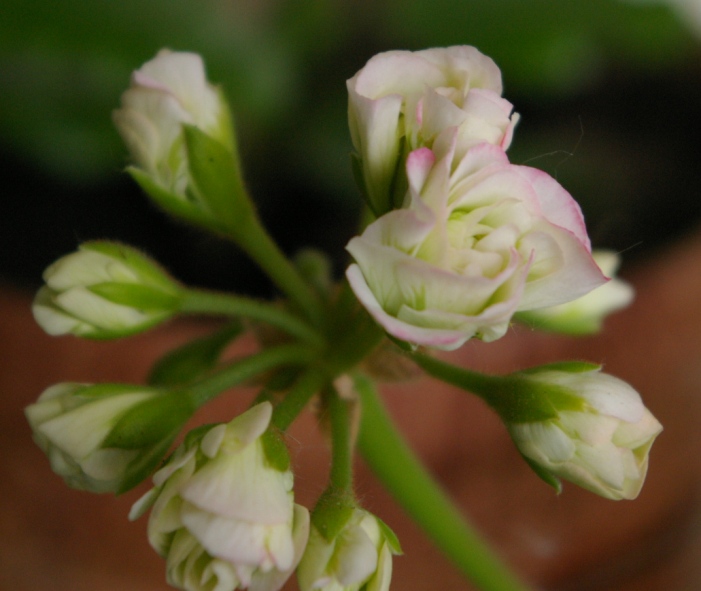Apple Blossom Rosebud