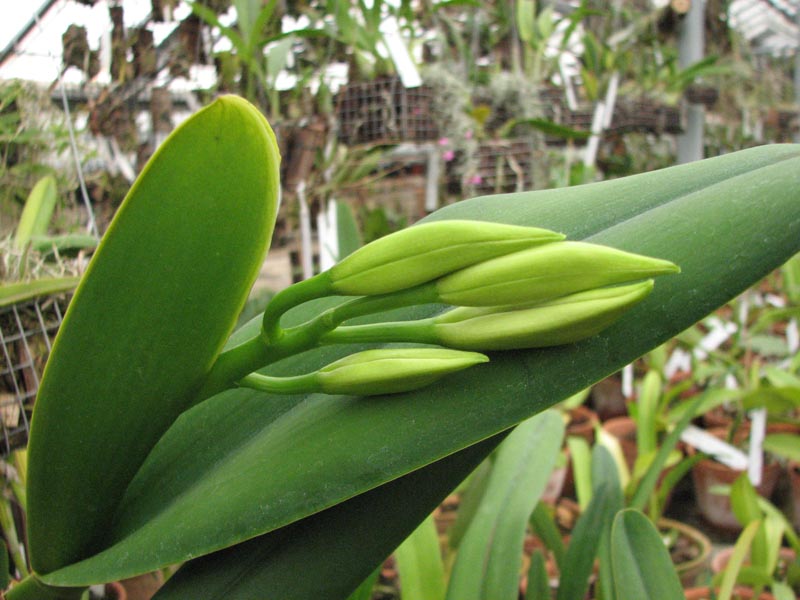 Laelia purpurata 3.jpg