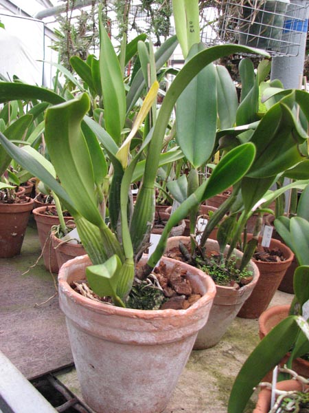 Brassolaeliocattleya Cornerstone Fine Circle 1.jpg