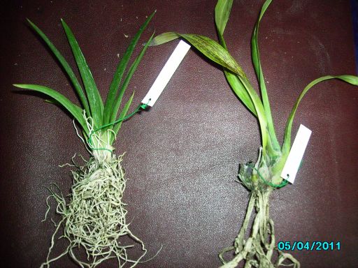 Oncidium и Grammatophylum