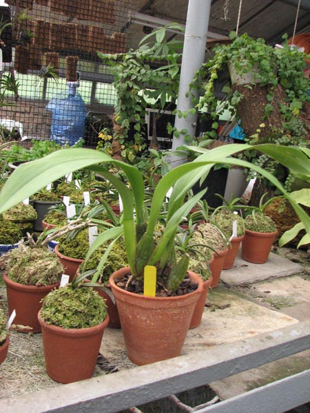 Odontoglossum Cynthia Hill.jpg